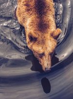 با عملکرد بهتر برخی آلتکوین ها، بازار گزینه های بیت کوین نزولی است