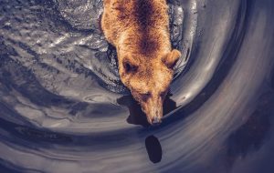 با عملکرد بهتر برخی آلتکوین ها، بازار گزینه های بیت کوین نزولی است