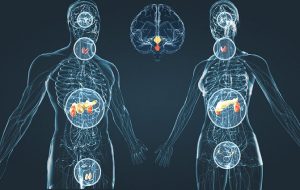 غدد درون ریز، نقش آنها در بدن انسان و بیماری‌های مرتبط