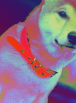 بنیاد Dogecoin اولین نقشه راه را ارائه می کند