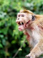 آیا واقعا میمون‌های انتقام‌جوی هندی ۲۰۰ توله‌سگ را کشته‌اند؟