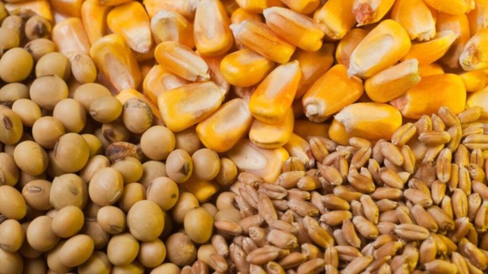 هشدار یک نماینده در خصوص افزایش بحران دامداران 