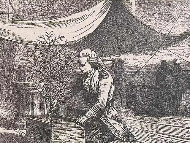 توطئه هلندی‌ها برای شکست انحصار قهوه