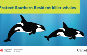 دولت کانادا به حفاظت از نهنگ های قاتل ساکن جنوب ادامه خواهد داد
