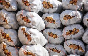 سیب زمینی از ترکمنستان برگشت خورد؟