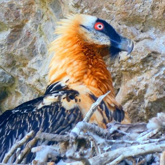 نمایی از پرنده کمیاب و خوش‌یمن ایران در جنگل‌های هیرکانی/ عکس