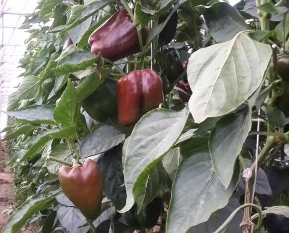 مصرف فلفل‌های دلمه ای برگشت خورده از روسیه خطرناک است؟