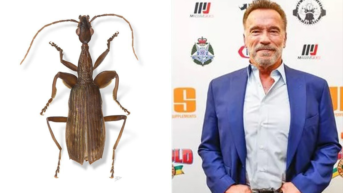 نام آرنولد را روی یک سوسک گذاشتند!/عکس