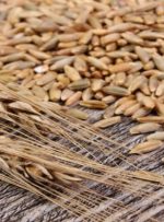 چاودار چیست؟ نان چاودار چه خواصی دارد؟