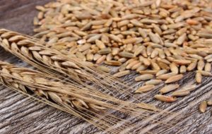 چاودار چیست؟ نان چاودار چه خواصی دارد؟ چاودار چیست؟ نان چاودار چه خواصی دارد؟