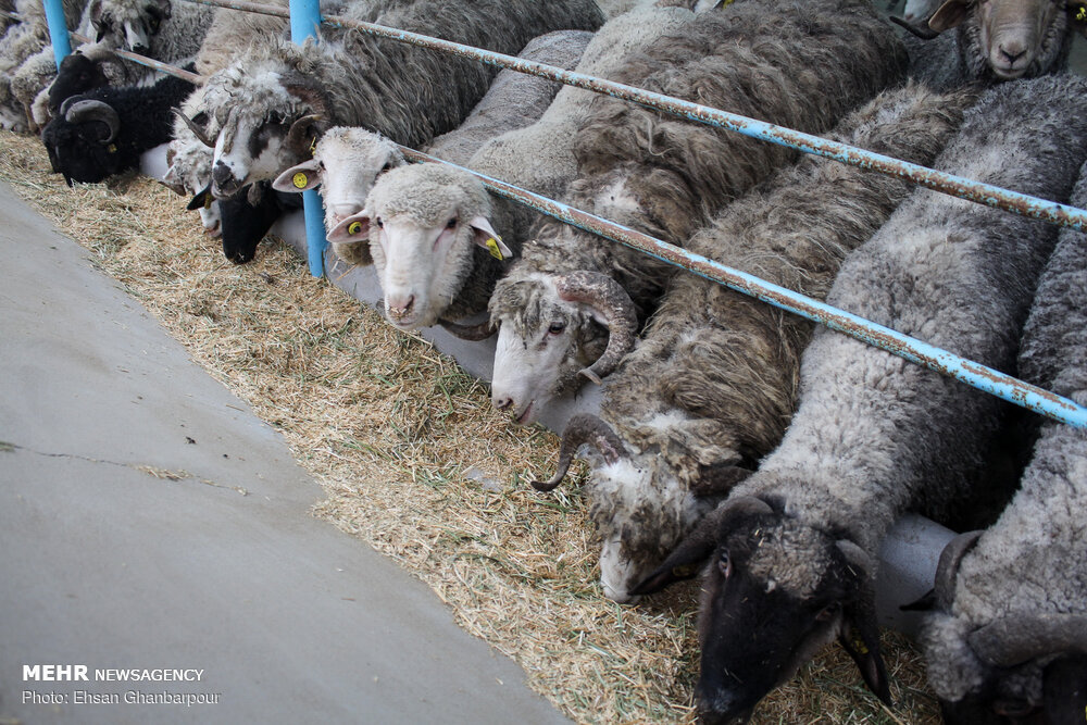 دام با چه قیمتی از ایران صادر می‌شود؟