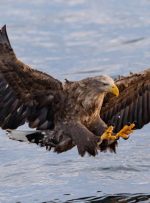 تحلیلگران بیت کوین می گویند که محور Hawkish فدرال رزرو ممکن است دوام نیاورد