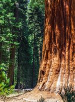 Sequoia Capital به دنبال افزایش 600 میلیون دلاری برای صندوق جدید کریپتو است