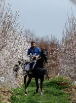 ایسنا – شکوفه‌های بهاری در زمستان