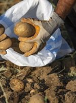 تنظیم بازار سیب زمینی و برنج/ جزئیات و زمان عرضه اینترنتی برنج ایرانی