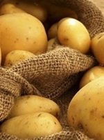 قیمت جدید سیب زمینی برای توزیع در میادین تره بار از شنبه ۱۶ بهمن