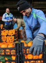 قیمت میوه‌های تنظیم بازاری شب عید اعلام شد/ پرتقال کیلویی ٩ هزار تومان