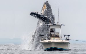 Mega Awakening — نهنگ 429 «بیت کوین خواب» را از سال 2010 به ارزش بیش از 16.8 میلیون دلار منتقل کرد – اخبار بیت کوین