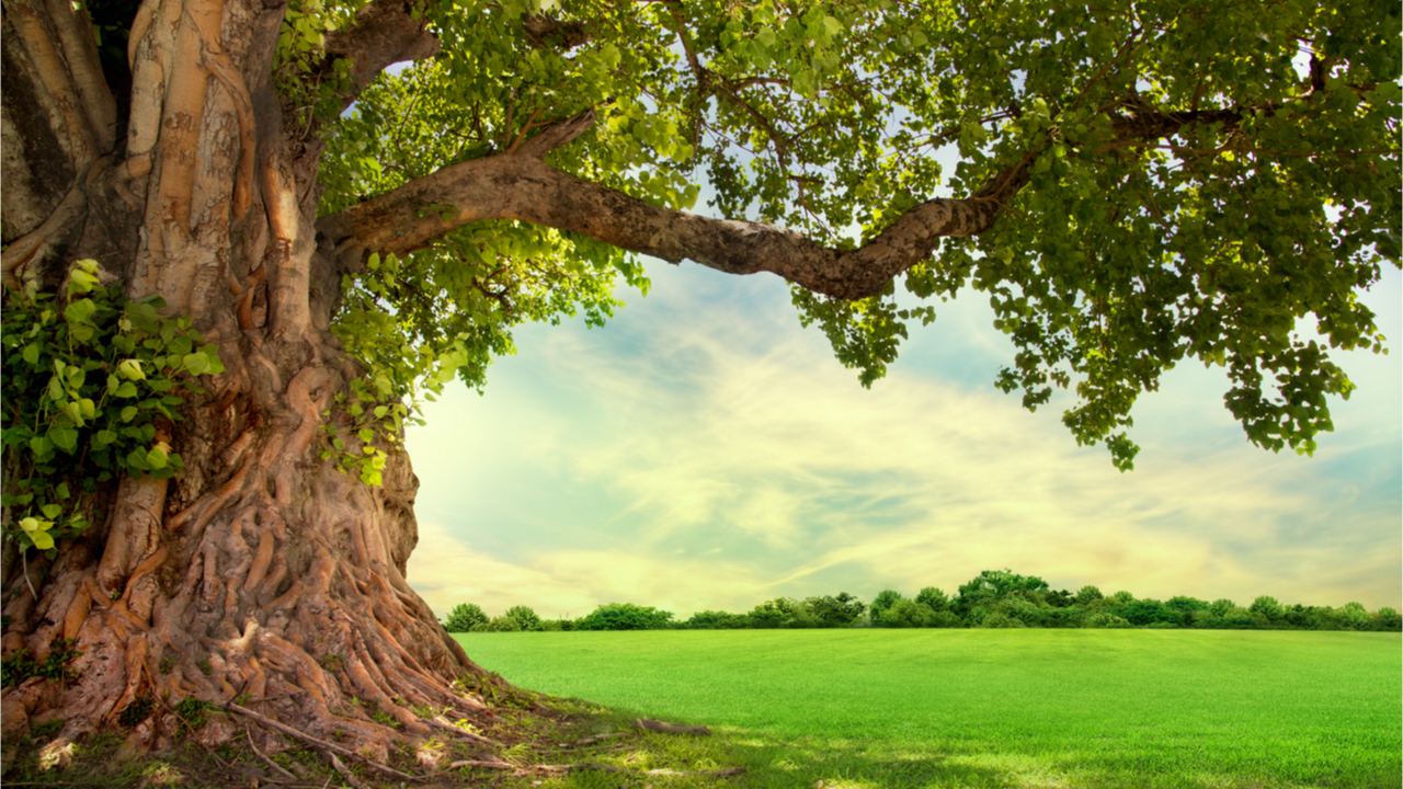 Wisdomtree 3 ETP رمزنگاری را راه اندازی می کند که قرار گرفتن در معرض Solana، Cardano، Polkadot را ارائه می دهد