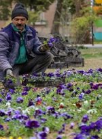 خواص گل‌ها برای سلامت روح و روان را بشناسید