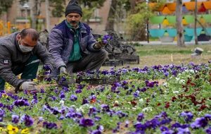 خواص گل‌ها برای سلامت روح و روان را بشناسید