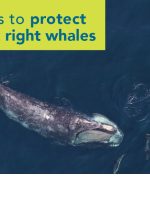 دولت کانادا اقدامات حفاظتی از نهنگ راست آتلانتیک شمالی در سال 2022 را اعلام می کند
