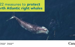 دولت کانادا اقدامات حفاظتی از نهنگ راست آتلانتیک شمالی در سال 2022 را اعلام می کند