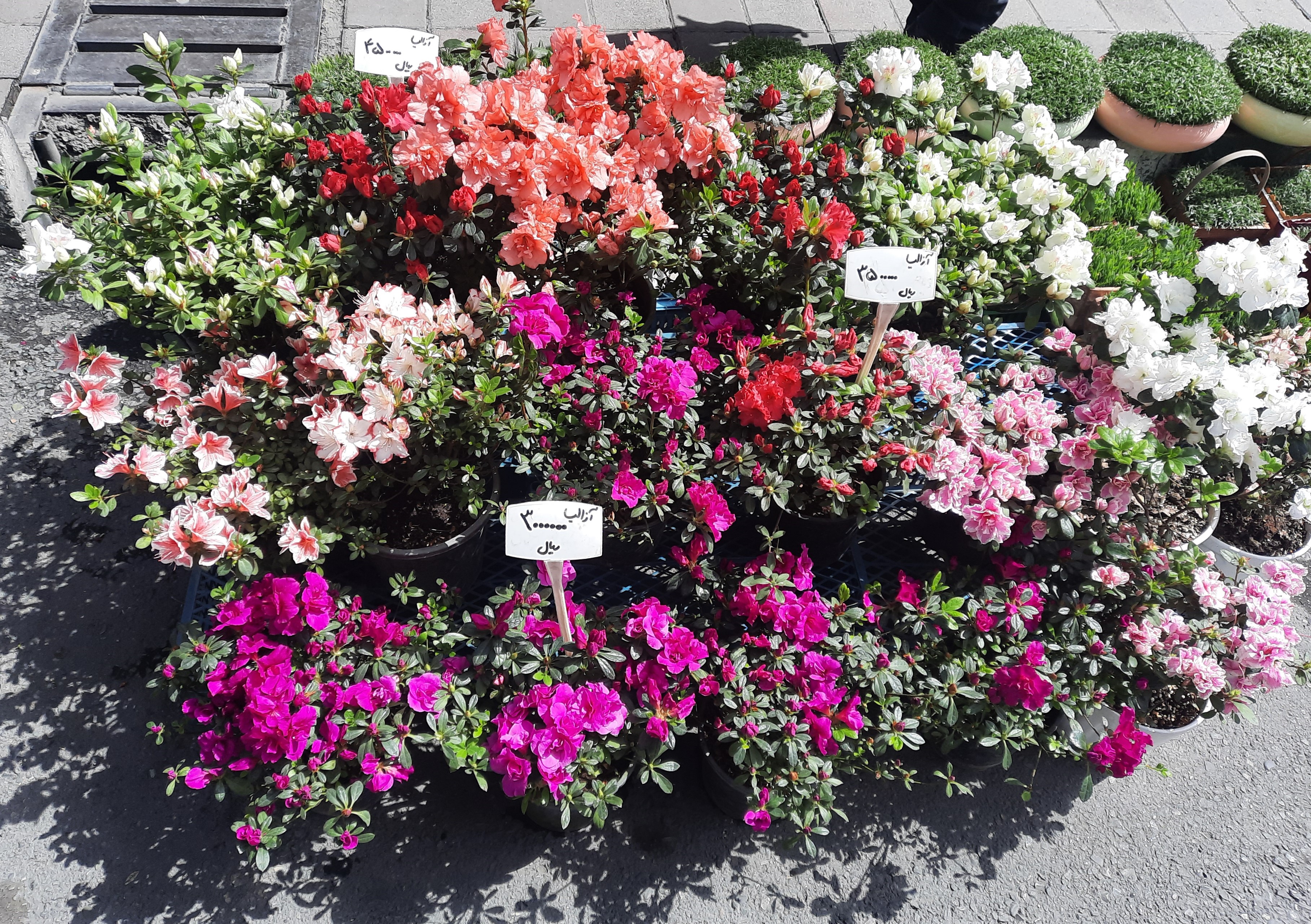 قیمت سین‌های هفت سین سر به فلک کشید