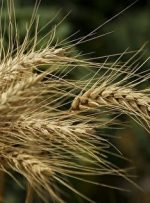 پیش بینی افزایش ۷۰ درصدی خرید تضمینی گندم پیش بینی افزایش ۷۰ درصدی خرید تضمینی گندم