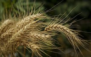 پیش بینی افزایش ۷۰ درصدی خرید تضمینی گندم پیش بینی افزایش ۷۰ درصدی خرید تضمینی گندم