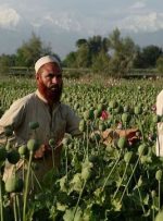 ادعای طالبان: کشت خشخاش صفر شد
