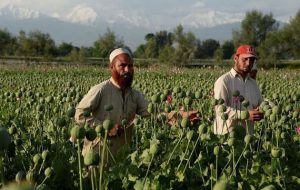 ادعای طالبان: کشت خشخاش صفر شد
