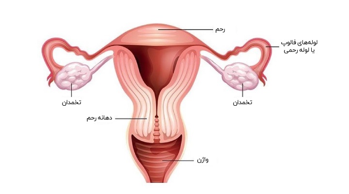 ساختار داخلی اندام تناسلی زنانه