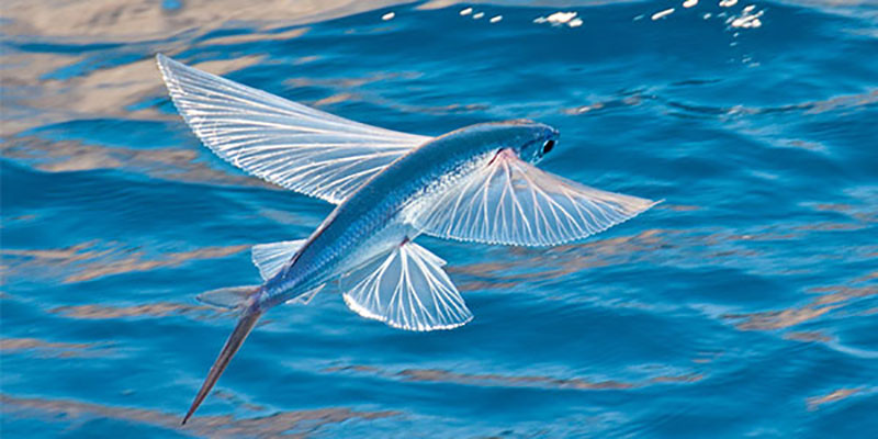 پرنده ماهی سواحل جنوبی ایران