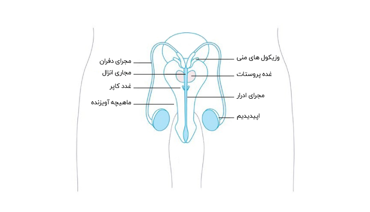 ساختار قسمت داخلی دستگاه تناسلی مردان