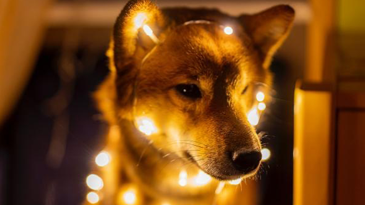 Doge Day در آن زمان و اکنون: Lackluster Buzz به عنوان قیمت Dogecoin 65٪ کمتر از سال گذشته است