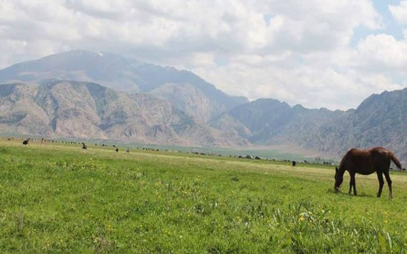 اسبی در دشتی سرسبز