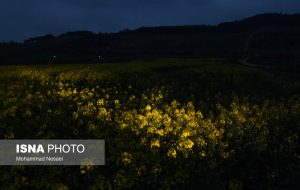 ایسنا – «کلزای» بهاری در گلستان