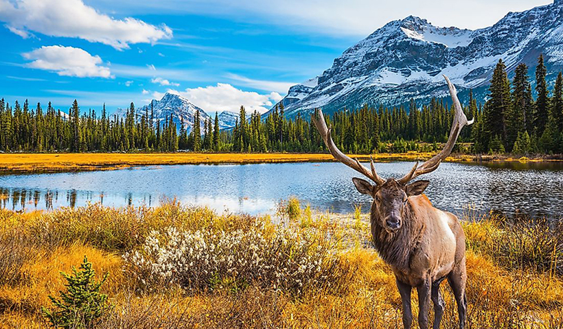 بهترین کشورها برای افراد درونگرا