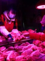تولید گوشت خوک در سه ماهه اول چین 14 درصد نسبت به سال گذشته افزایش یافت