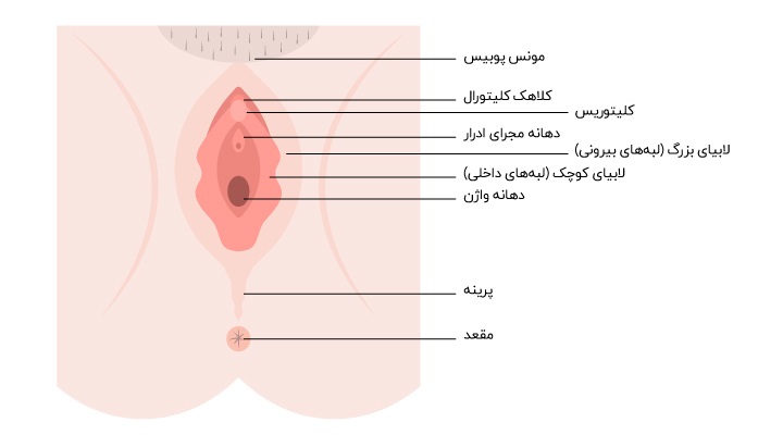 ساختار خارجی دستگاه تناسلی زن