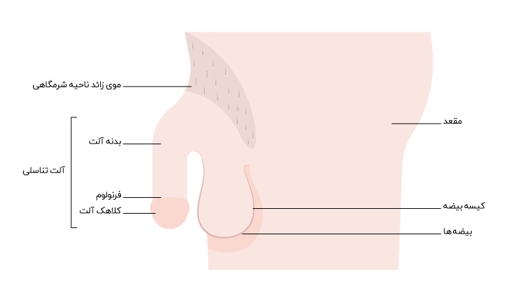 آناتومی خارجی دستگاه تناسلی مردان
