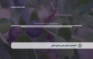 دوره هرس کاری انجیر – دوره | مدرک معتبر