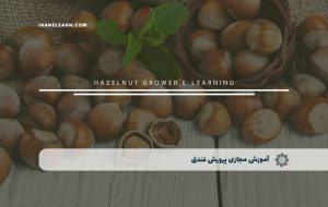 دوره پرورش فندق – دوره | مدرک معتبر