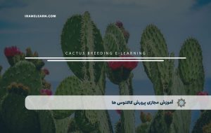 دوره پرورش کاکتوس ها – دوره | مدرک معتبر