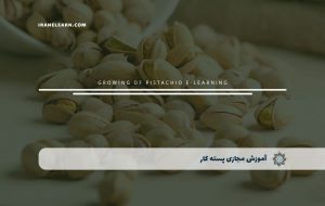 دوره پسته کار – دوره | مدرک معتبر