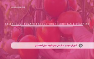 دوره کارگر فنی تولید گوجه فرنگی گلخانه ای – دوره | مدرک معتبر