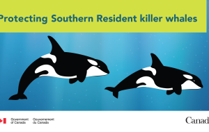 دولت کانادا اقدامات مهمی را برای محافظت از نهنگ‌های قاتل ساکن جنوبی انجام می‌دهد