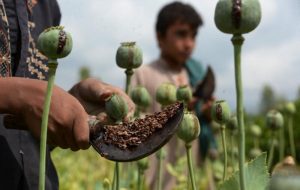 شورای آتلانتیک: تجارت مواد مخدر در افغانستان تحت حاکمیت طالبان رونق گرفته‌ است