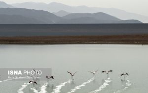 پرندگان مهاجر، مهمانان بهاری نیشابور